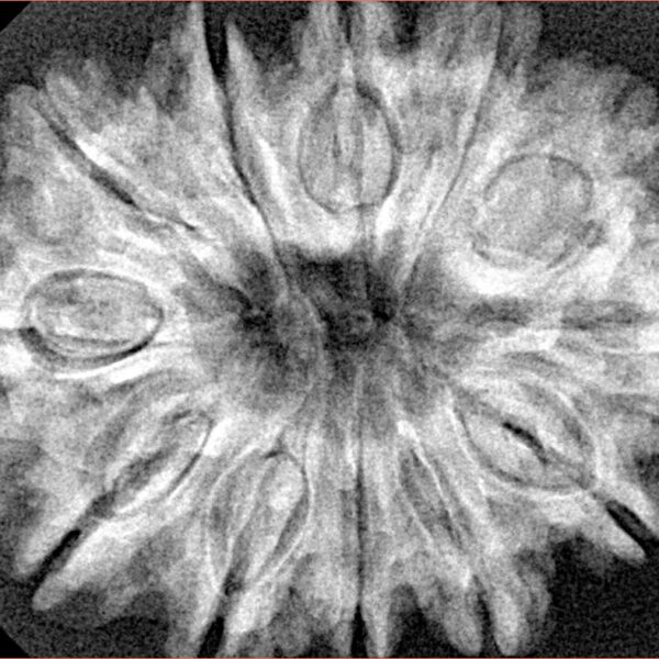 12 Mukhi Rudraksha 32.3mm 6.23gm - Xray