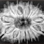 13 Mukhi Rudraksha 33mm 7gm - Origin: Nepal - Xray