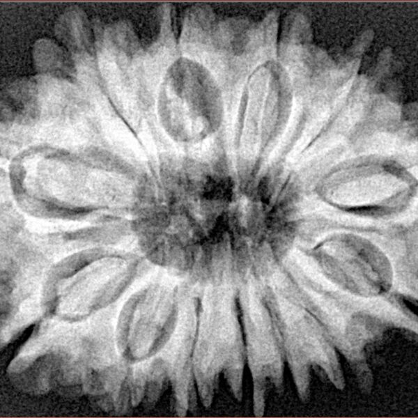 13 Mukhi Rudraksha 33mm 7gm - Origin: Nepal - Xray