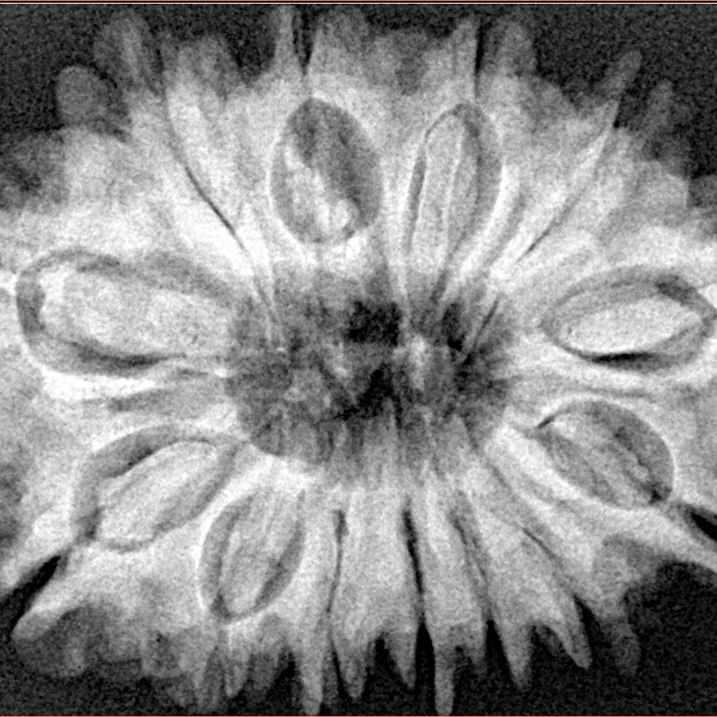 13 Mukhi Rudraksha 33mm 7gm - Origin: Nepal - Xray