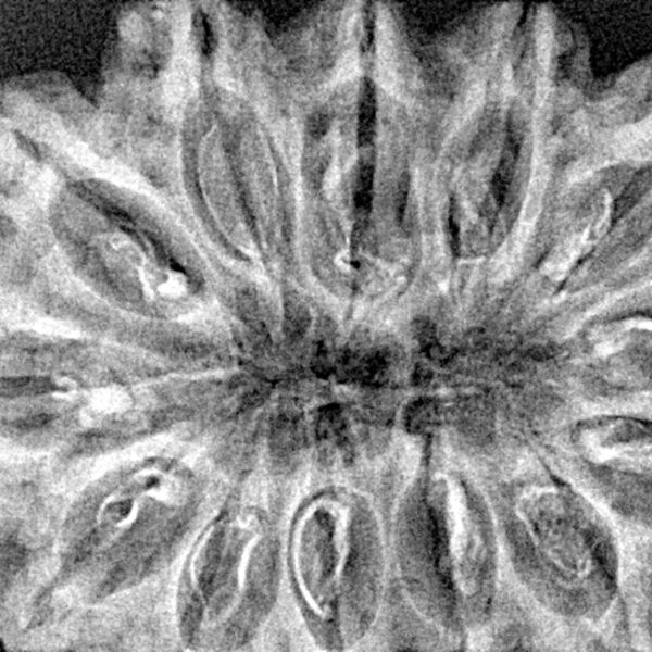 13 Mukhi Rudraksha 37.5mm 6.98gm - Xray