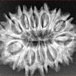 14 Mukhi Rudraksha 27.1mm 3.58gm - Xray