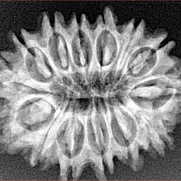 14 Mukhi Rudraksha 27.1mm 3.58gm - Xray