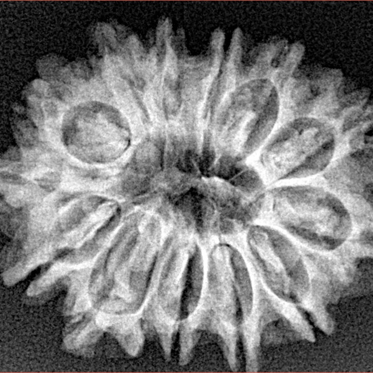 14 Mukhi Rudraksha 26.9mm 3.76gm - Xray