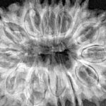 13 Mukhi Rudraksha 33.1mm 6.57gm - Xray