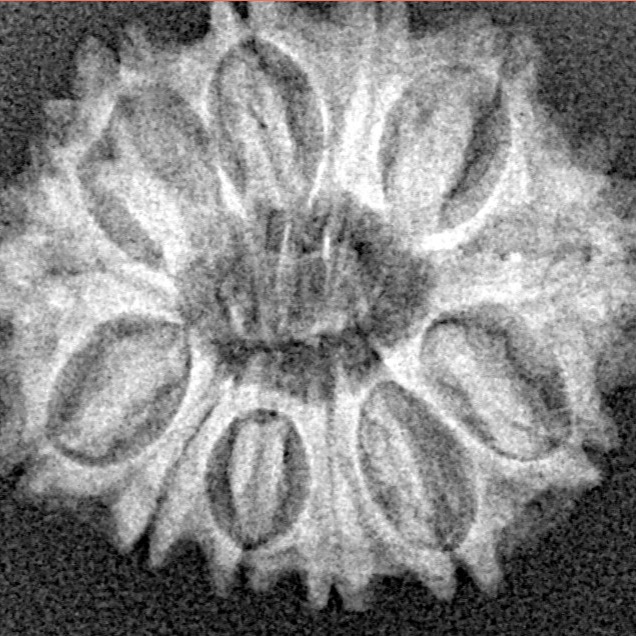 13 Mukhi Rudraksha 22.4mm 2.77gm - Xray