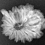 13 Mukhi Ganesh 21.6mm 2.65gm - Xray