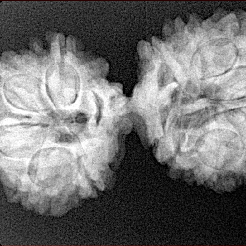 14 Mukhi Gaurishankar 34.7mm 5.19gm - Xray