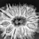 13 Mukhi Rudraksha 30.3mm 6.32gm - Xray