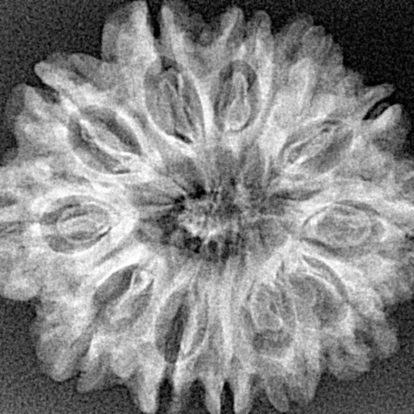 12 Mukhi Rudraksha 27.7mm 3.64gm - Xray