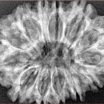 13 Mukhi Rudraksha 31.1mm 4.75gm - Xray