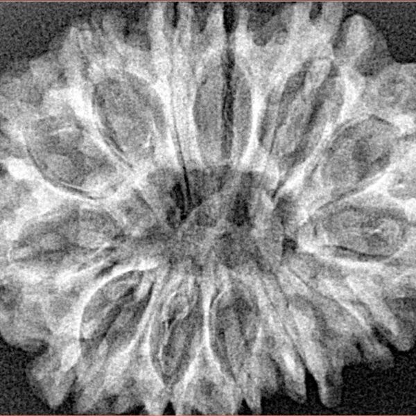 13 Mukhi Rudraksha 31.1mm 4.75gm - Xray