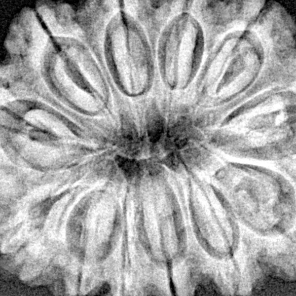 12 Mukhi Rudraksha 31.6mm 7gm - Xray