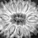 12 Mukhi Rudraksha 31.6mm 6.94gm - Xray