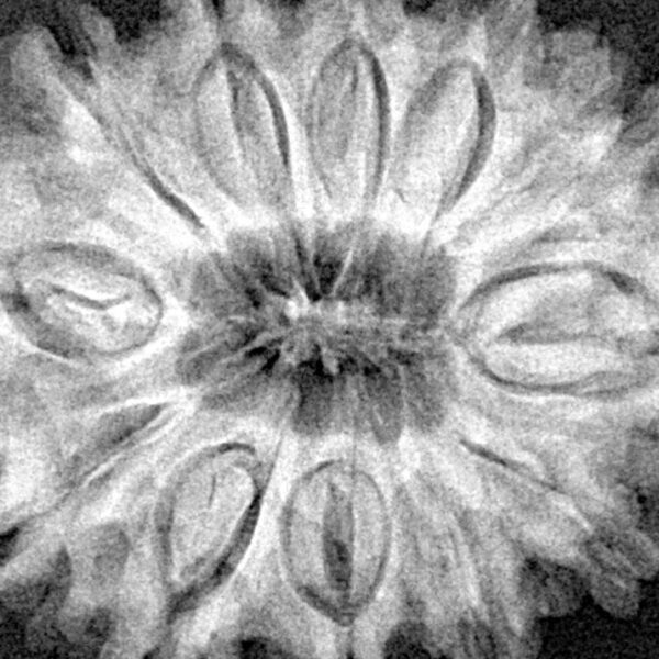 12 Mukhi Rudraksha 31.6mm 6.94gm - Xray