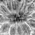 12 Mukhi Rudraksha 35.8mm 8.88gm - Xray