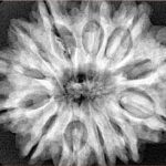 12 Mukhi Rudraksha 30.8mm 7.47gm - Xray