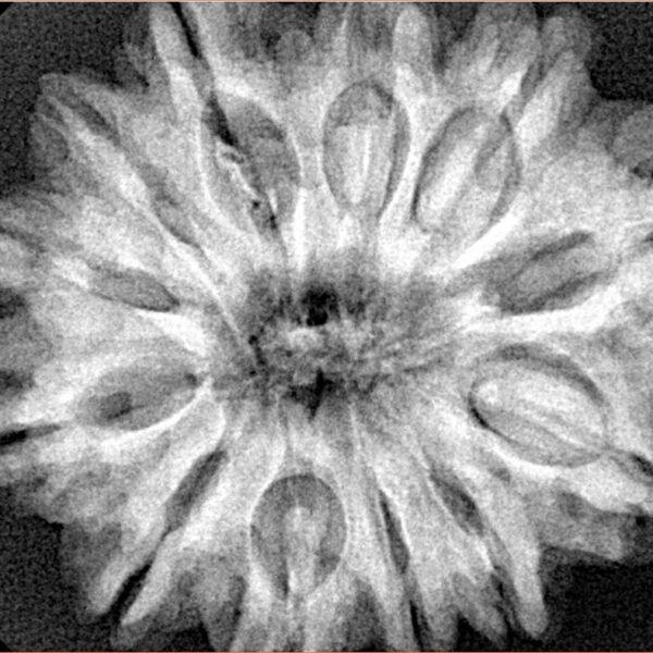 12 Mukhi Rudraksha 30.8mm 7.47gm - Xray