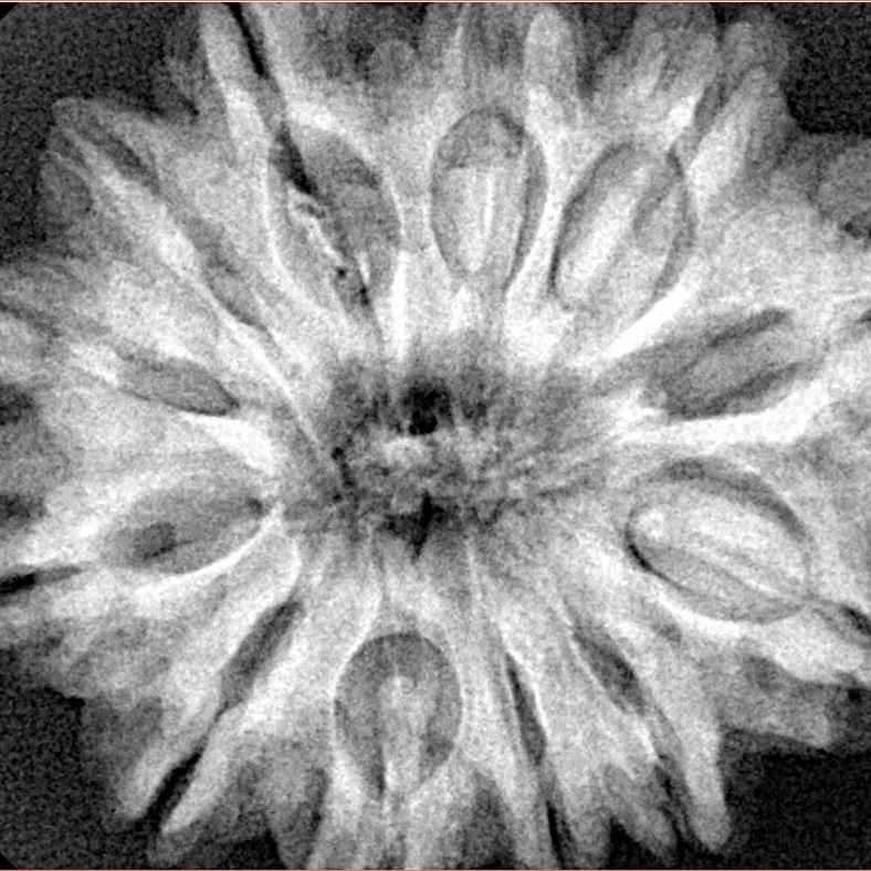 12 Mukhi Rudraksha 30.8mm 7.47gm - Xray