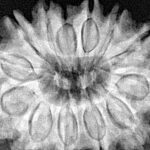 13 Mukhi Rudraksha 30.7mm 6.25gm - Xray