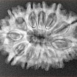 12 Mukhi Rudraksha 28.4mm 3.91gm - Xray