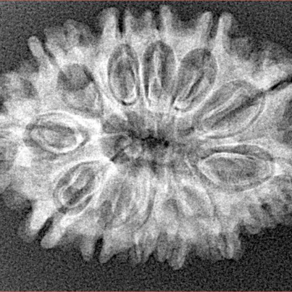 12 Mukhi Rudraksha 28.4mm 3.91gm - Xray