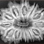 13 Mukhi Rudraksha 33.4mm 6.33gm - Xray