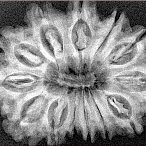 13 Mukhi Rudraksha 33.4mm 6.33gm - Xray