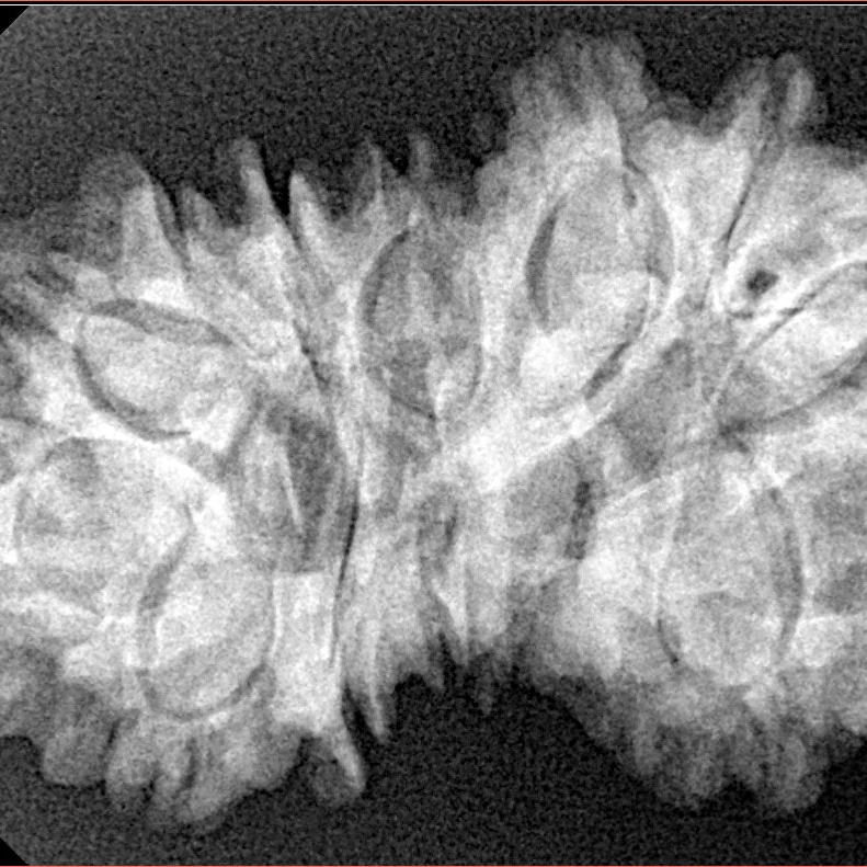 14 Mukhi Gaurishankar 34.7mm 6.2gm - Xray