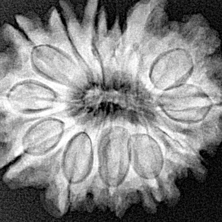 13 Mukhi Ganesh 27.9mm 4.82gm - Xray