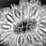 13 Mukhi Rudraksha 34.1mm 8.41gm - Xray