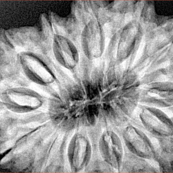 13 Mukhi Rudraksha 34.1mm 8.41gm - Xray