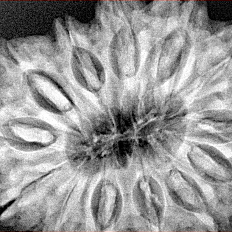 13 Mukhi Rudraksha 34.1mm 8.41gm - Xray