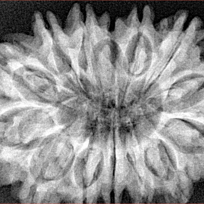14 Mukhi Rudraksha 34mm 6.93gm - Xray