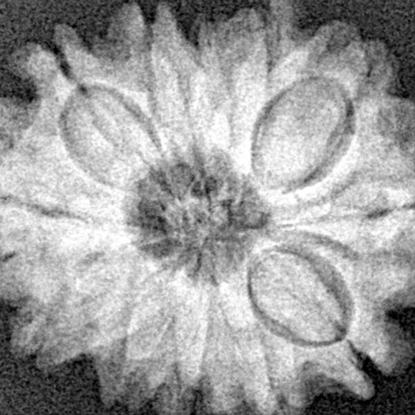 12 Mukhi Rudraksha 24mm 3.55gm - Xray