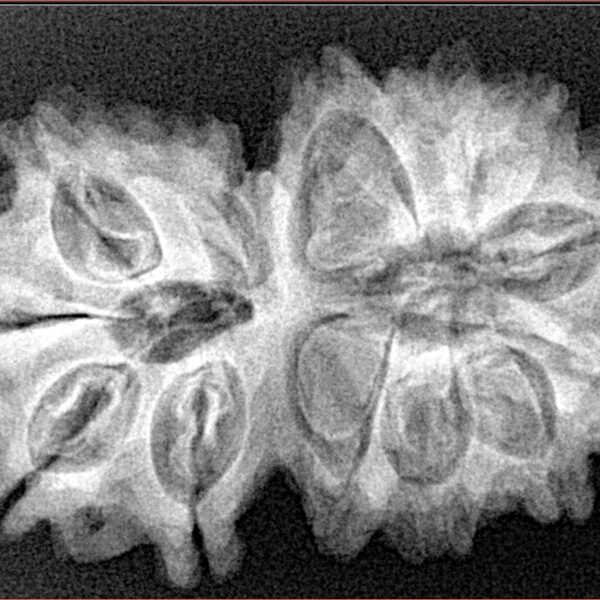13 Mukhi Gaurishankar 33mm 5.82gm - Xray