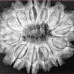 12 Mukhi Rudraksha 30.9mm 6.64gm - Xray