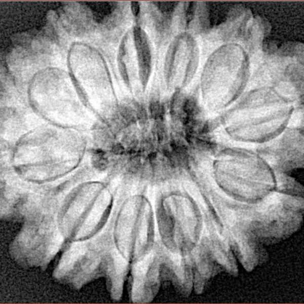 12 Mukhi Rudraksha 30.9mm 6.64gm - Xray