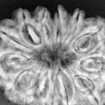 13 Mukhi Rudraksha 33.1mm 6.3gm - Xray