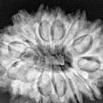 13 Mukhi Rudraksha 32.3mm 7.07gm - Xray