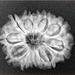 12 Mukhi Rudraksha 26.1mm 3.84gm - Origin: Nepal - Xray