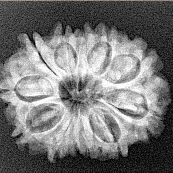 12 Mukhi Rudraksha 26.1mm 3.84gm - Origin: Nepal - Xray