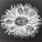12 Mukhi Rudraksha 24.7mm 3.62gm - Xray