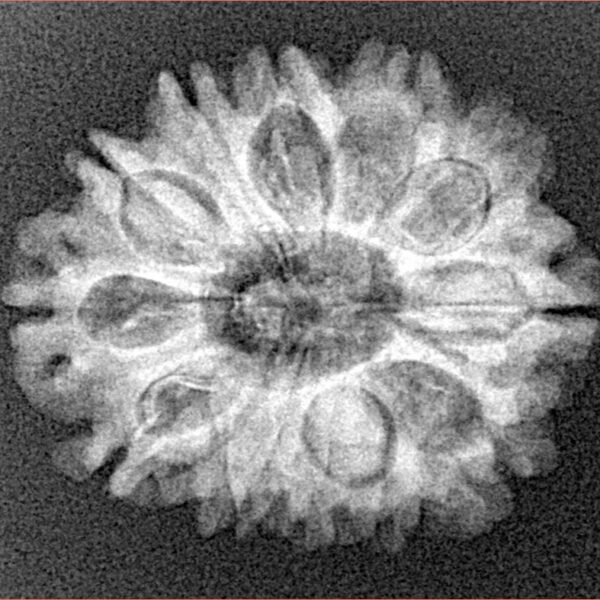 12 Mukhi Rudraksha 24.7mm 3.62gm - Xray