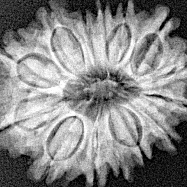 14 Mukhi Rudraksha 23.8mm 3.13gm - Xray