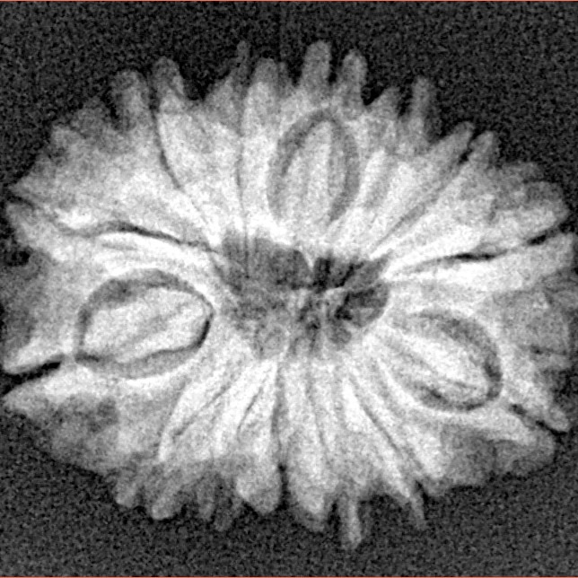 14 Mukhi Rudraksha 21.5mm 2.48gm - Xray