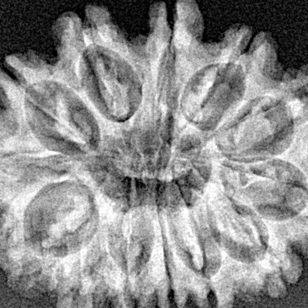 13 Mukhi Rudraksha 29.8mm 4.37gm - Xray
