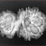 13 Mukhi Gaurishankar 28.9mm 4gm - Xray