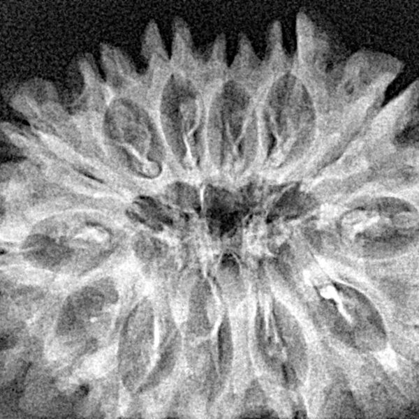 13 Mukhi Rudraksha 32.1mm 4.84gm - Xray