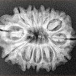 12 Mukhi Rudraksha 25.9mm 3.89gm - Xray